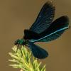 Calopteryx virgo (motýlice obecná)