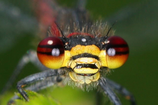 Pyrrhosoma nymphula (šidélko ruměnné)