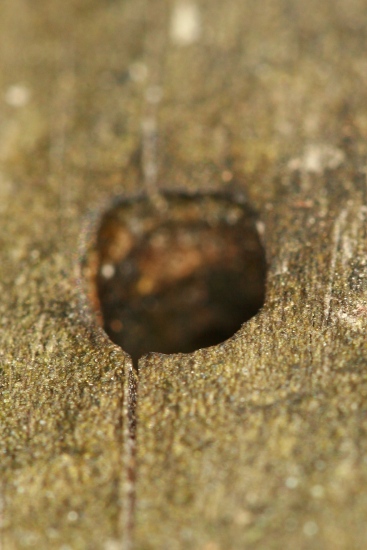 Záhadné zmizení ruměnice pospolné (Pyrrhocoris apterus)